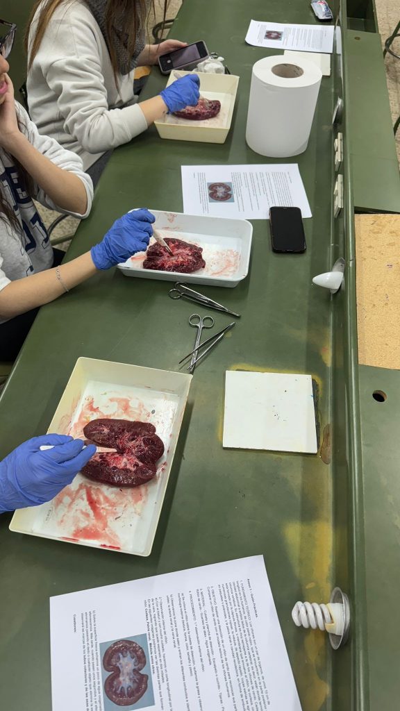 El alumnado de 1.º de Bachillerato explora la anatomía del riñón a través de una práctica de disección