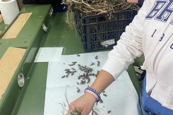 🌸 De la planta al aroma: ciencia en acción con la obtención de hidrolato de lavanda