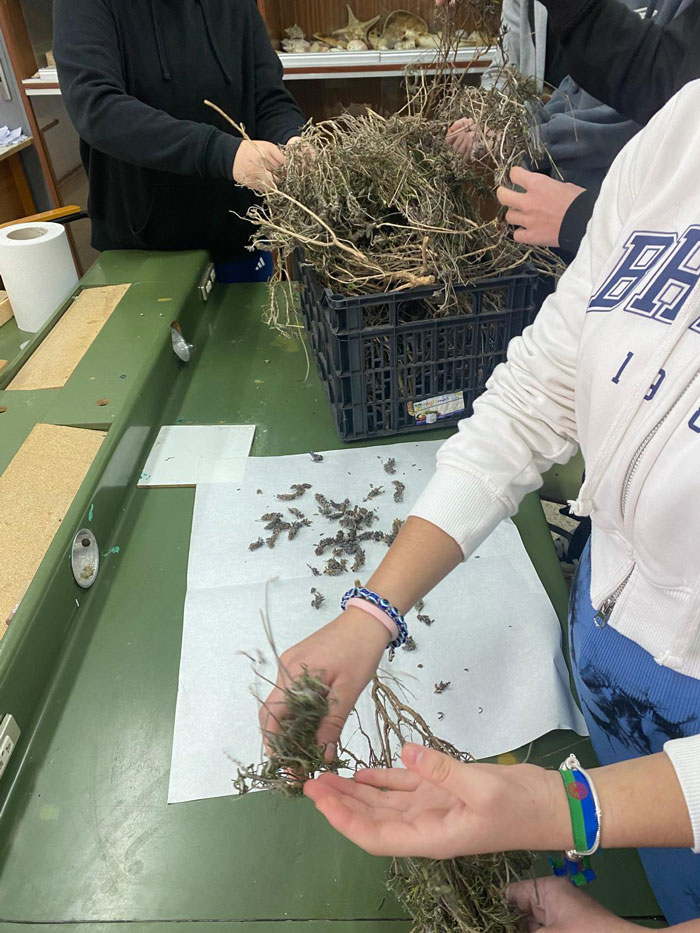 🌸 De la planta al aroma: ciencia en acción con la obtención de hidrolato de lavanda