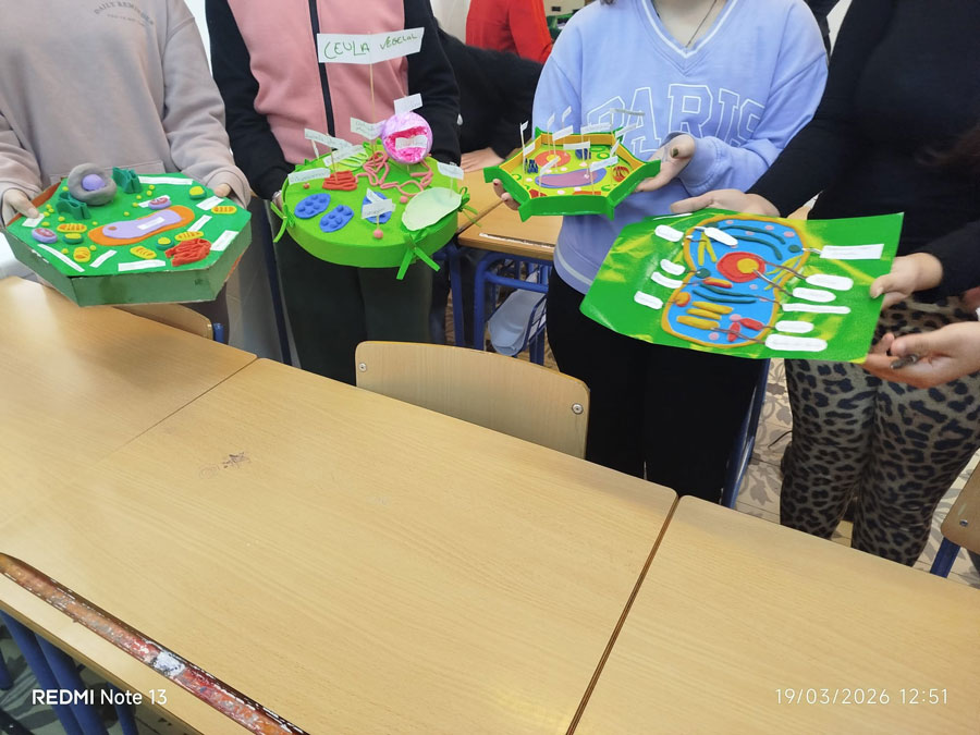 🔬 🧠 Del aula a la realidad: el alumnado de 1º ESO crea células en 3D